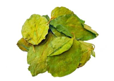 Gudmar Leaf Benefits and Uses | Sri Herbal Gudmar Powder